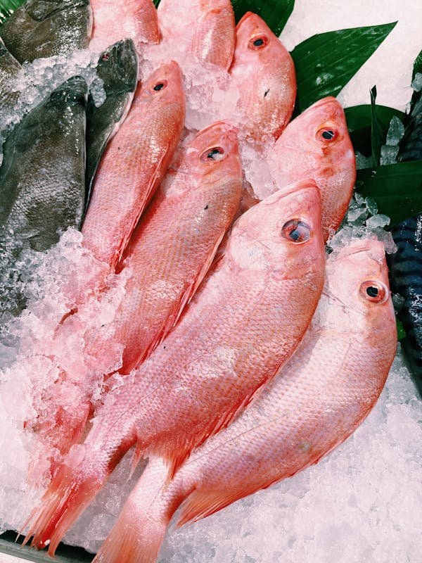 Découvrez la poissonnerie Geslain : fraîcheur et qualité à Caen